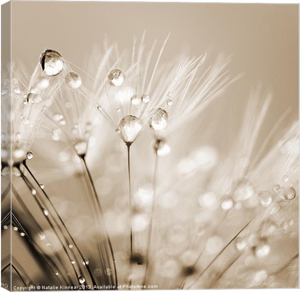 Dandelion Seed with Water Droplets in Sepia Canvas Print by Natalie Kinnear