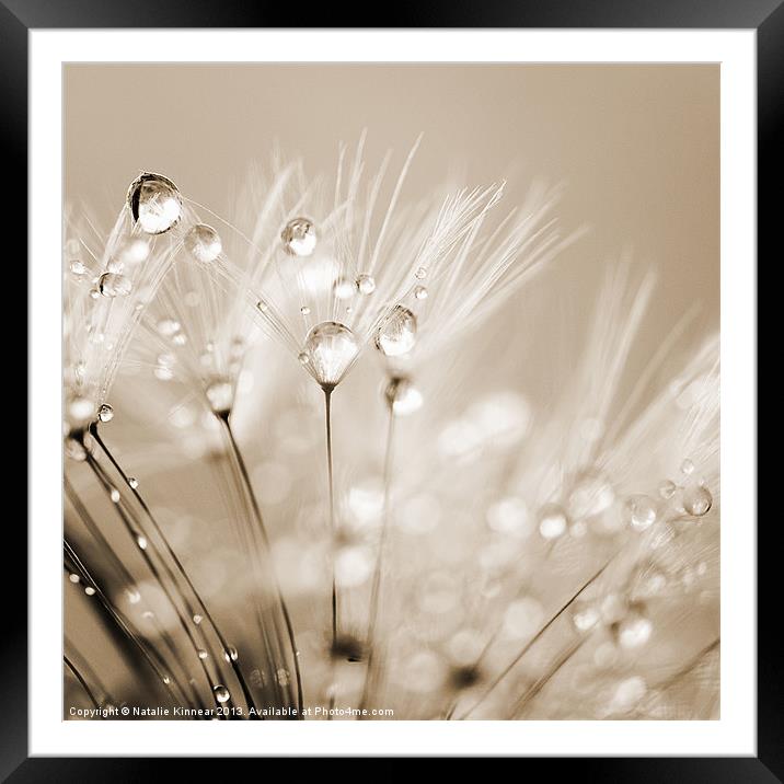Dandelion Seed with Water Droplets in Sepia Framed Mounted Print by Natalie Kinnear