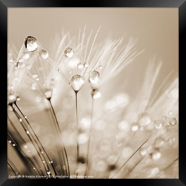 Dandelion Seed with Water Droplets in Sepia Framed Print by Natalie Kinnear