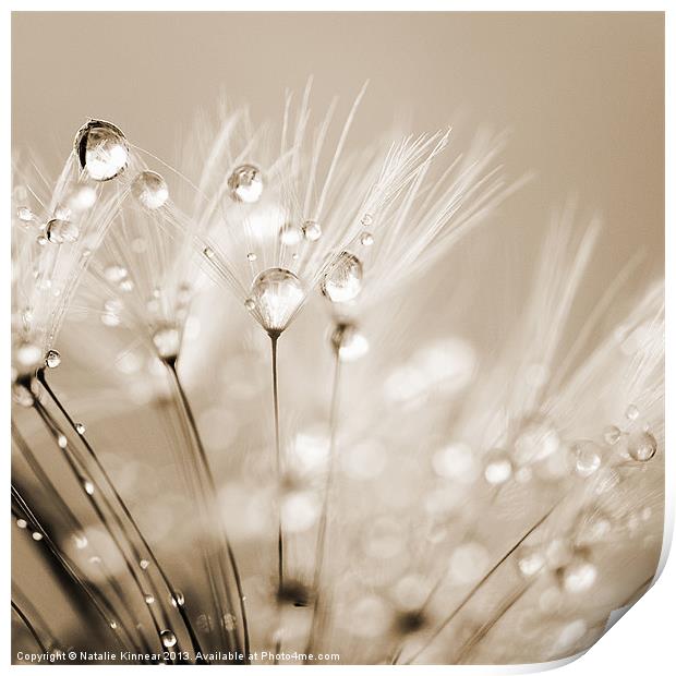 Dandelion Seed with Water Droplets in Sepia Print by Natalie Kinnear
