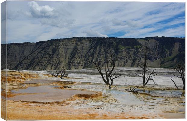 Dry trees on thermal grounds, Yellowstone Canvas Print by Claudio Del Luongo