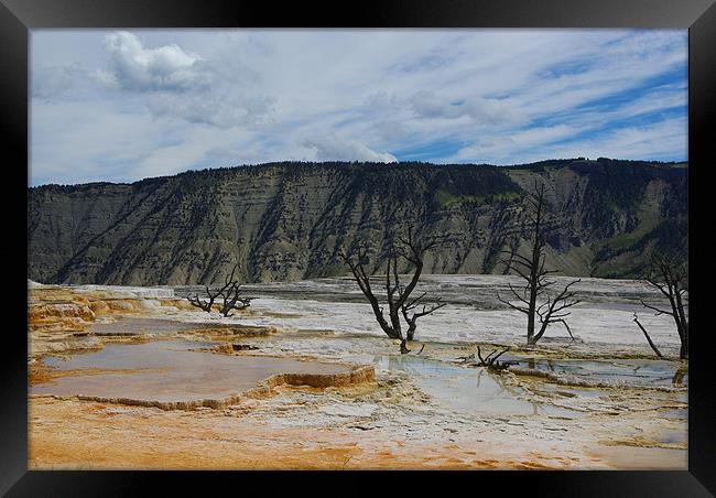 Dry trees on thermal grounds, Yellowstone Framed Print by Claudio Del Luongo