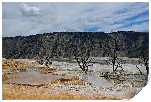 Dry trees on thermal grounds, Yellowstone Print by Claudio Del Luongo