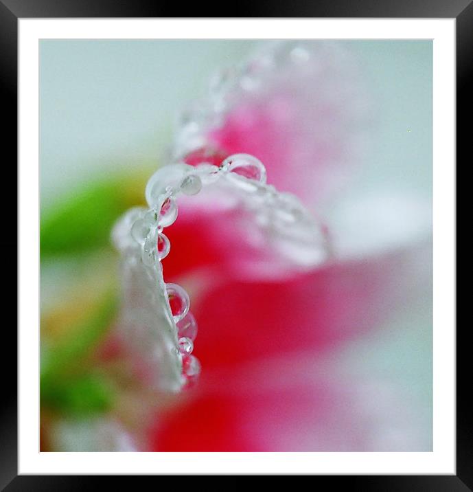 Abstract of raindrops on a Petunia flower leaf  Framed Mounted Print by Donna-Marie Parsons