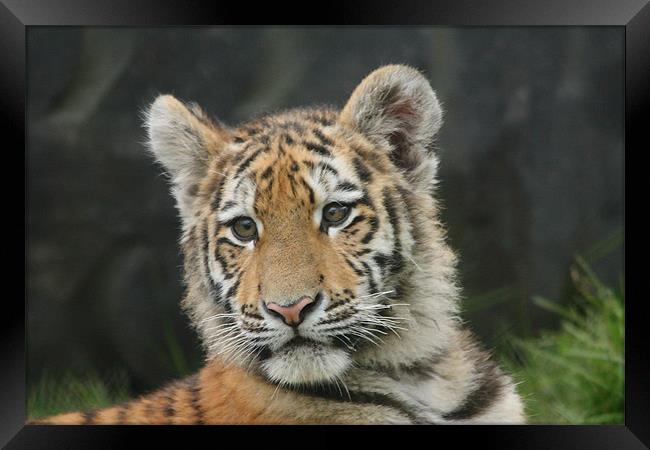 Amur Tiger Cub Framed Print by Selena Chambers