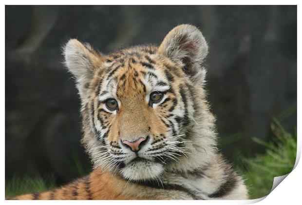Amur Tiger Cub Print by Selena Chambers