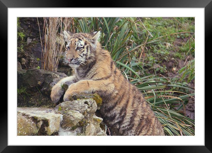 Amur Tiger Cub Framed Mounted Print by Selena Chambers