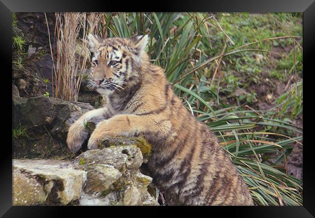 Amur Tiger Cub Framed Print by Selena Chambers