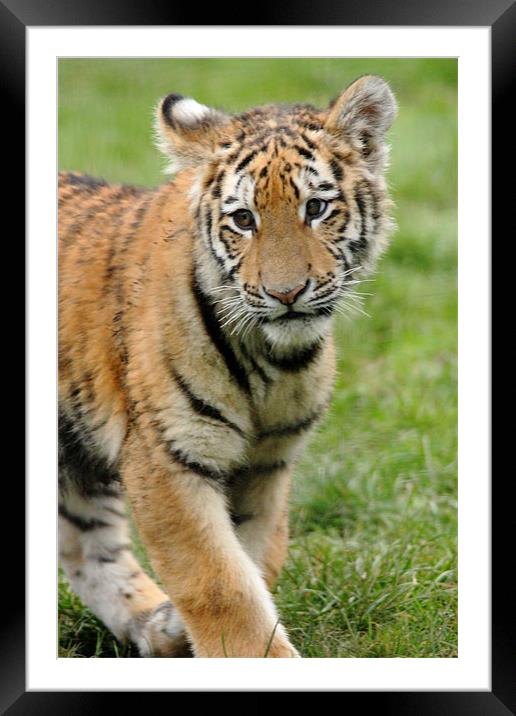 Amur Tiger Cub Framed Mounted Print by Selena Chambers