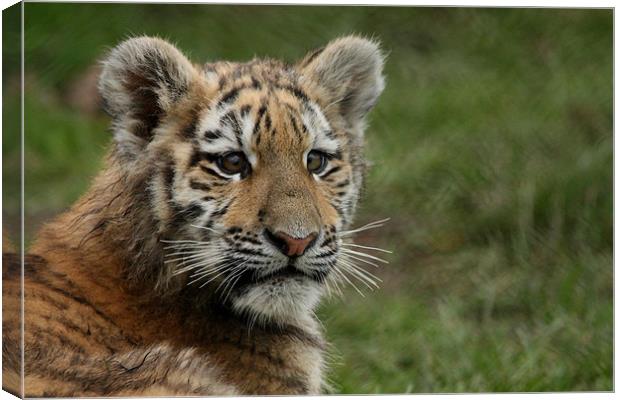 Amur Tiger Cub Canvas Print by Selena Chambers