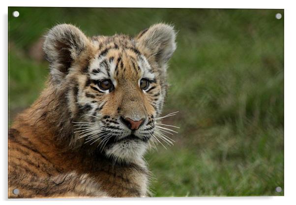 Amur Tiger Cub Acrylic by Selena Chambers