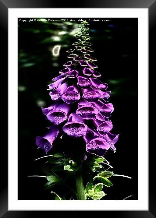 Foxglove Framed Mounted Print by Valerie Paterson
