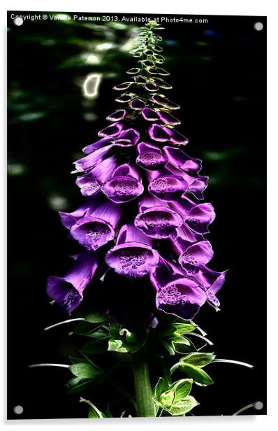 Foxglove Acrylic by Valerie Paterson