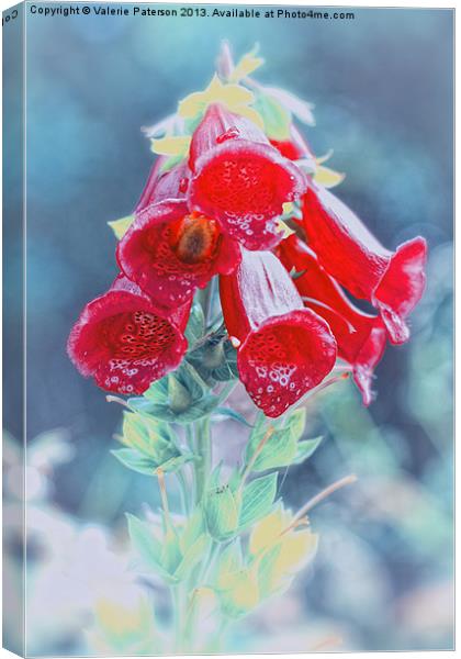 Foxglove in Red Canvas Print by Valerie Paterson