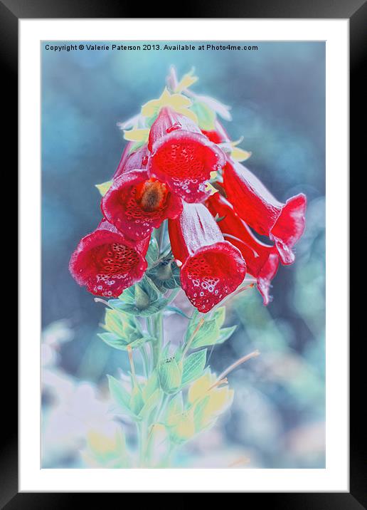 Foxglove in Red Framed Mounted Print by Valerie Paterson