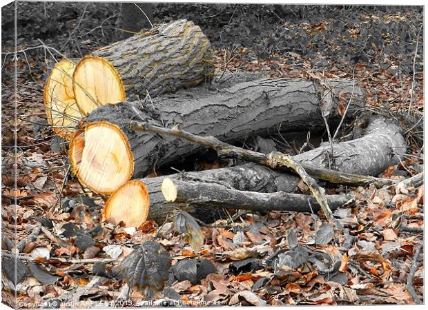 LOGS AND LEAVES Canvas Print by austin APPLEBY