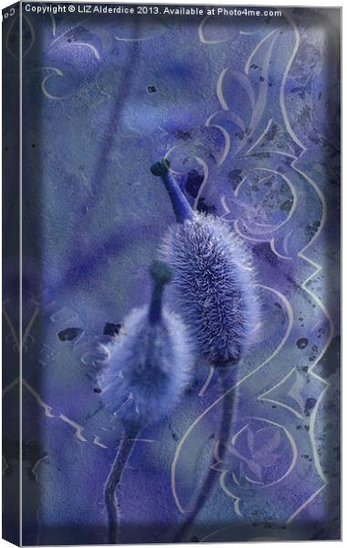 Meconopsis in Blues Canvas Print by LIZ Alderdice