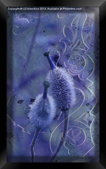 Meconopsis in Blues Framed Print by LIZ Alderdice