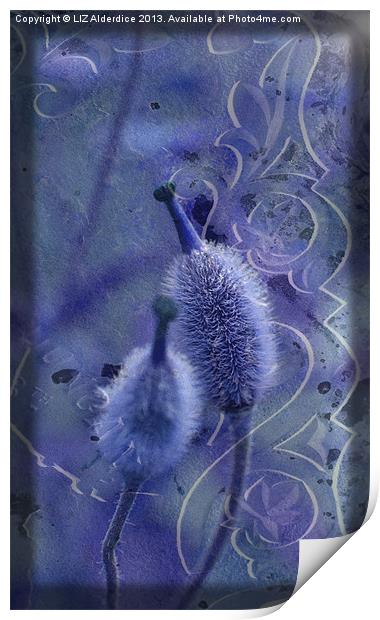 Meconopsis in Blues Print by LIZ Alderdice