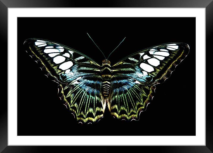 blue clipper Framed Mounted Print by Heather Newton
