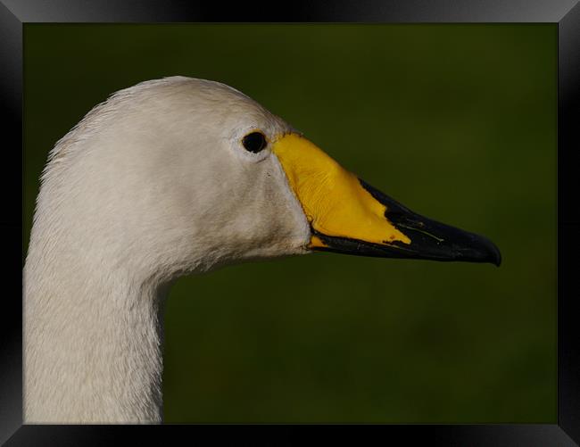 Whooper swan Framed Print by sharon bennett