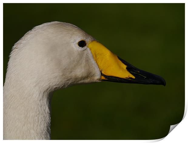 Whooper swan Print by sharon bennett