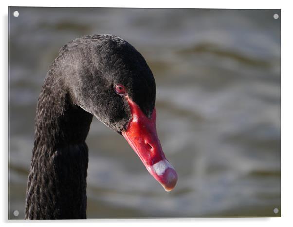 Black swan Acrylic by sharon bennett