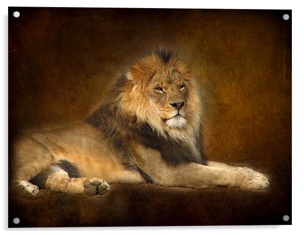 Lion Acrylic by Debra Kelday