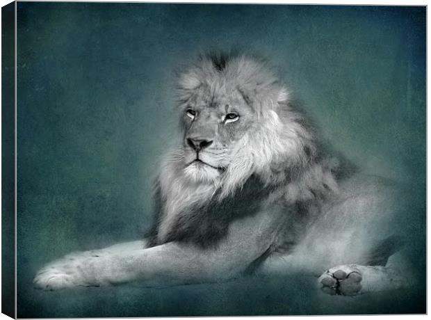 Lion (bw) Canvas Print by Debra Kelday