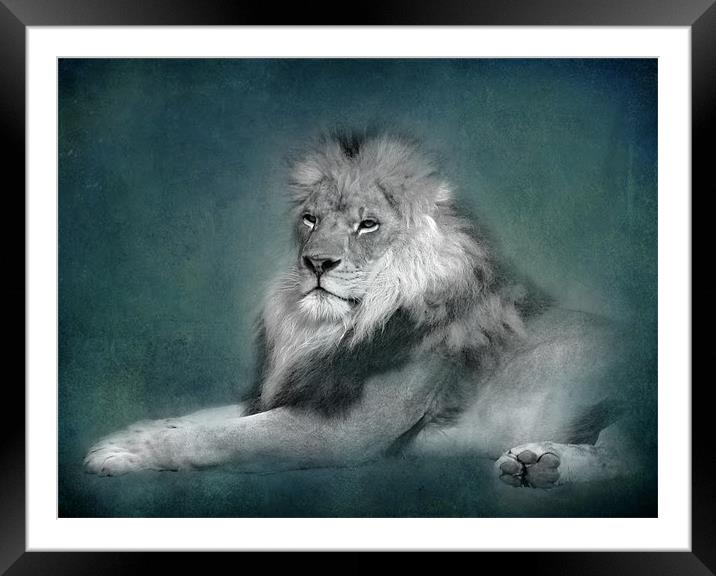 Lion (bw) Framed Mounted Print by Debra Kelday