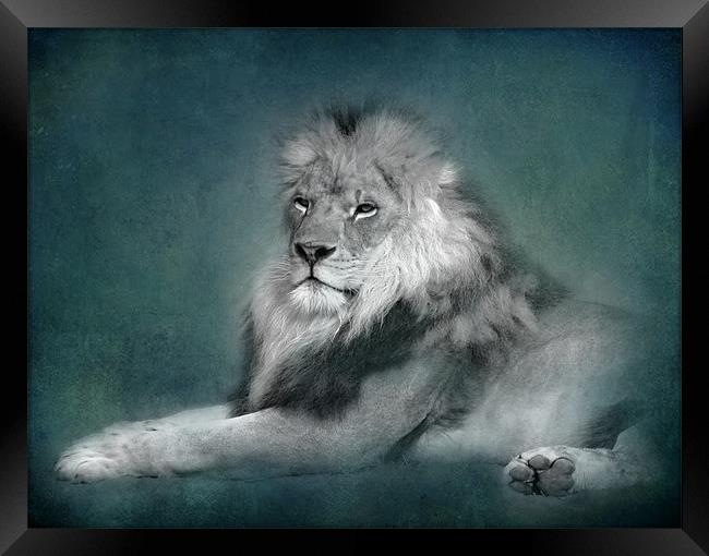 Lion (bw) Framed Print by Debra Kelday