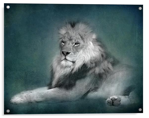 Lion (bw) Acrylic by Debra Kelday