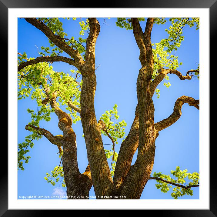 Oak tree in spring Framed Mounted Print by Kathleen Smith (kbhsphoto)
