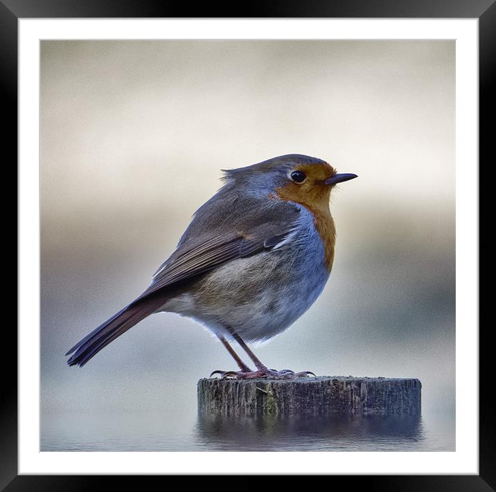 Robby the Robin Framed Mounted Print by Fraser Hetherington