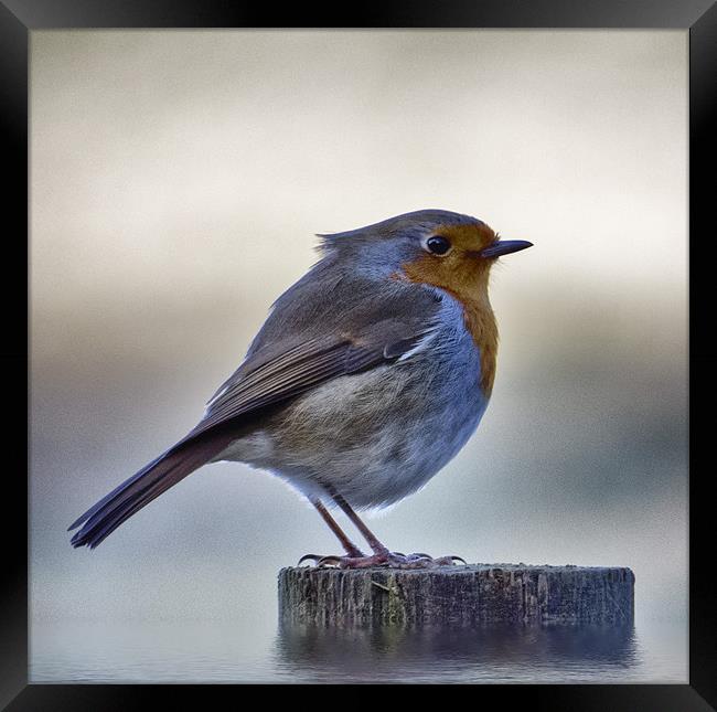 Robby the Robin Framed Print by Fraser Hetherington