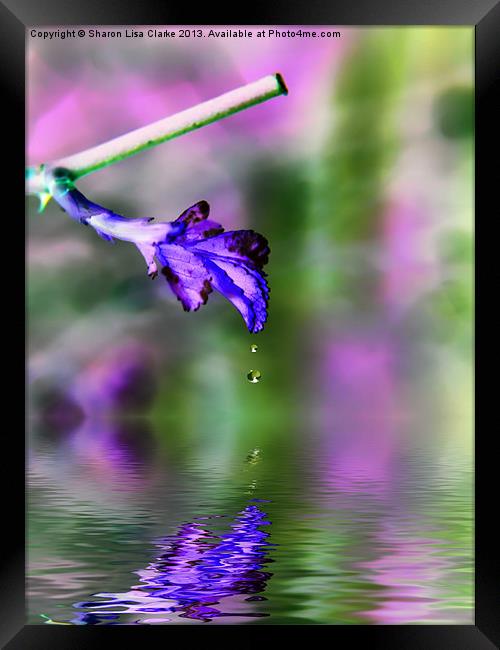 Spring Rain Framed Print by Sharon Lisa Clarke