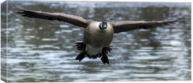 Canadian Goose in flight Canvas Print by Simon West