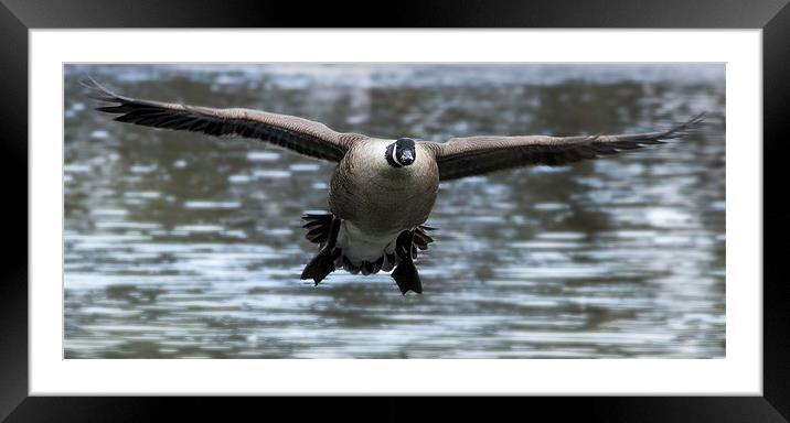 Canadian Goose in flight Framed Mounted Print by Simon West