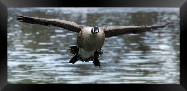 Canadian Goose in flight Framed Print by Simon West
