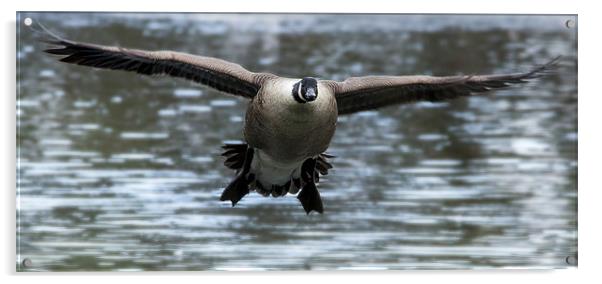 Canadian Goose in flight Acrylic by Simon West