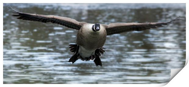 Canadian Goose in flight Print by Simon West