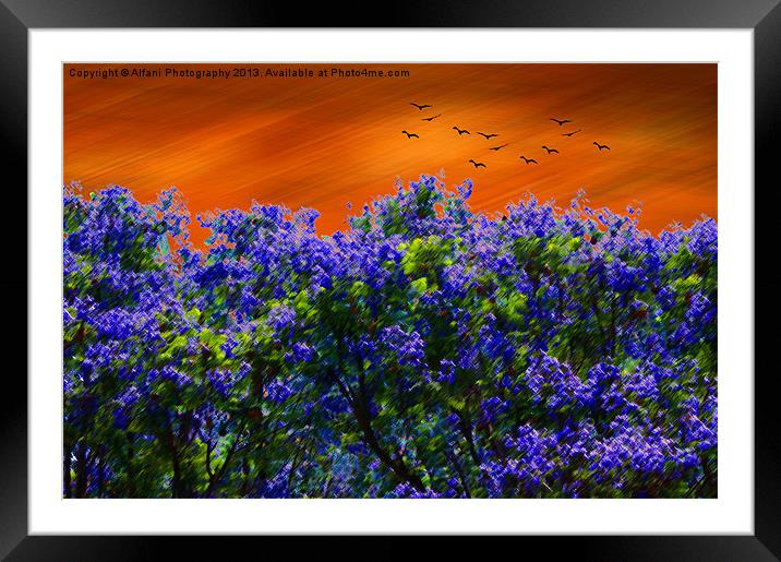 Purple-blue forest Framed Mounted Print by Alfani Photography