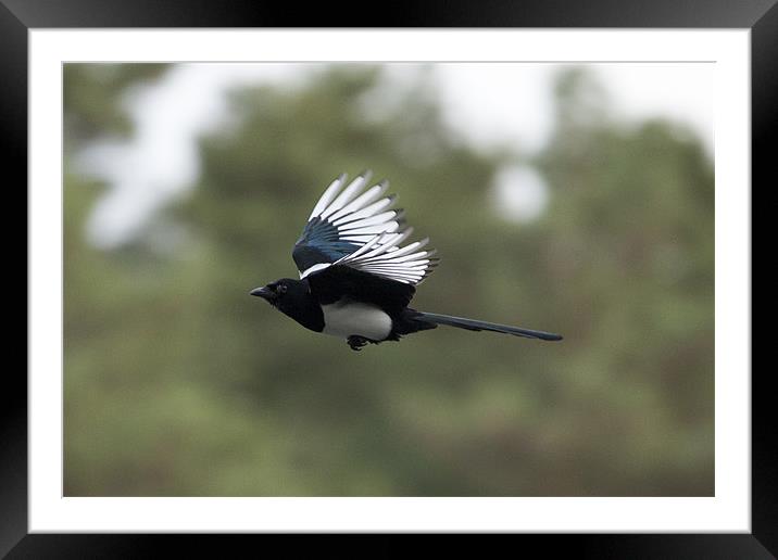 Heath lake Magpie Framed Mounted Print by Simon West
