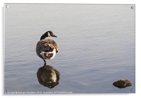 Goose Acrylic by George Davidson