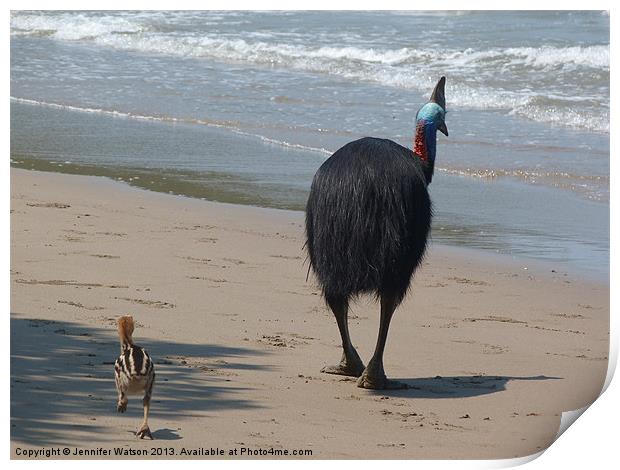 Cassowary in Queensland Print by Jennifer Henderson