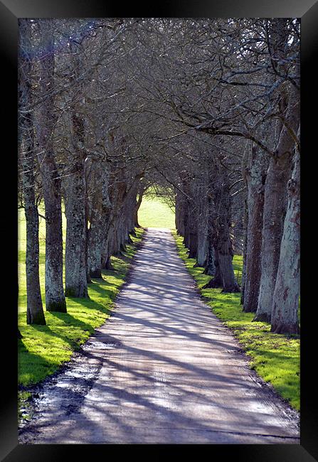 Road to happiness Framed Print by T2 Images