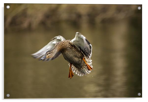 Female Mallard landing on lake Acrylic by Simon West
