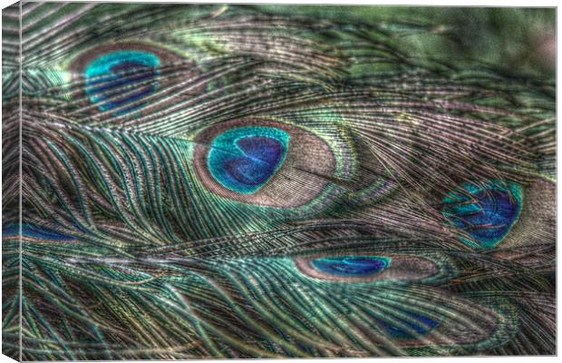 hdr peacock feathers Canvas Print by Martyn Bennett