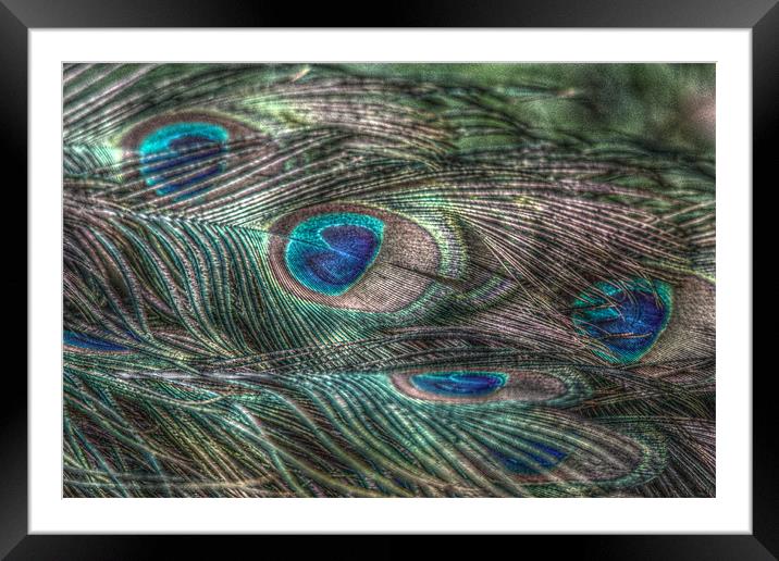 hdr peacock feathers Framed Mounted Print by Martyn Bennett