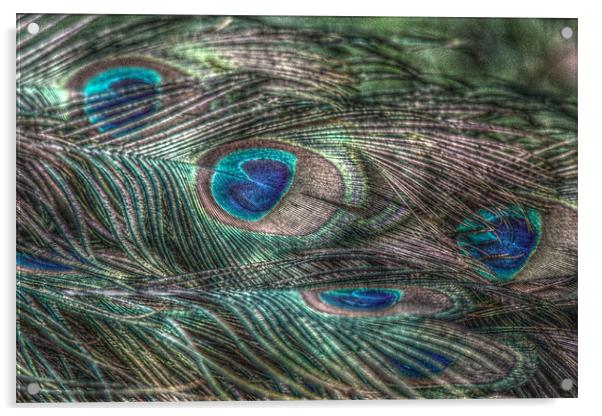 hdr peacock feathers Acrylic by Martyn Bennett